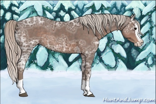 Horse Color:Silver Black Ice Splash 