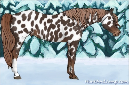 Horse Color:Liver Chestnut Near Leopard 