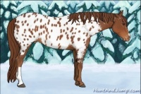 Horse Color:Chestnut Appaloosa