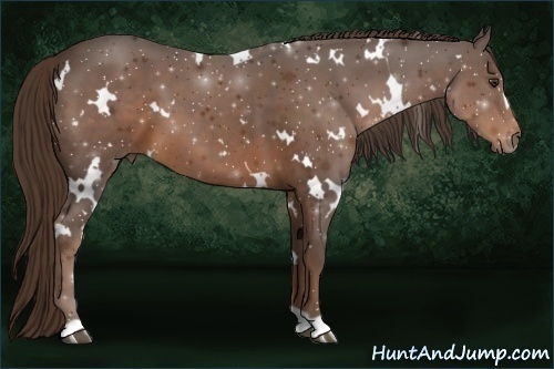 Horse Color:White Spotted Liver Chestnut 