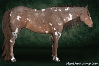 Horse Color:White Spotted Liver Chestnut 