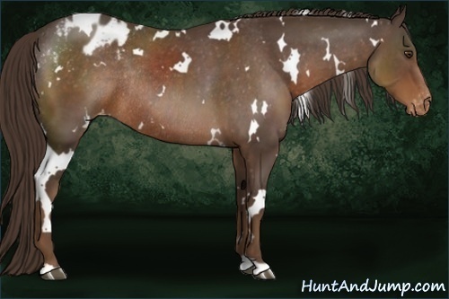 Horse Color:White Spotted Liver Chestnut Appaloosa Rabicano 