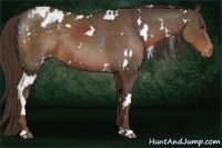 Horse Color:White Spotted Liver Chestnut Appaloosa Rabicano 