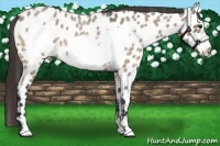 Horse Color:Brown Roan Dun Frame Appaloosa 