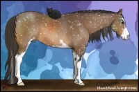Horse Color:Buckskin Sabino Snowflake Varnish 