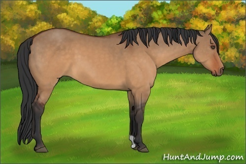 Horse Color:Brown Dun