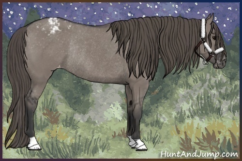 Horse Color:Grullo Varnish Rabicano 