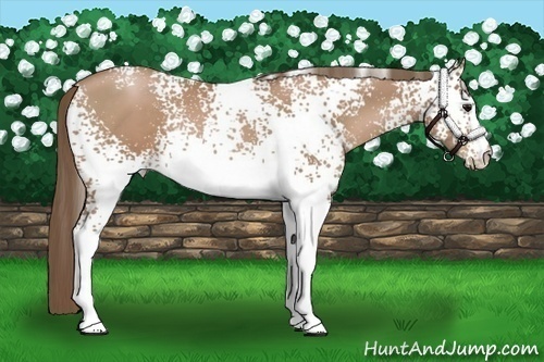 Horse Color:White Spotted Black Pearl 