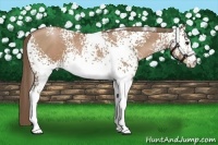 Horse Color:White Spotted Black Pearl