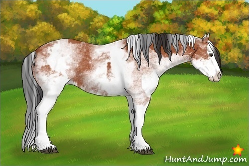 Horse Color:White Spotted Bay Splash and White Spotted Bay Splash