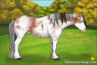 Horse Color:White Spotted Bay Splash  and White Spotted Bay Splash 
