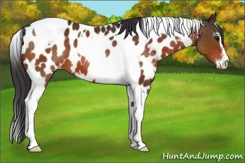 Horse Color:Bay Sabino Tobiano Appaloosa 