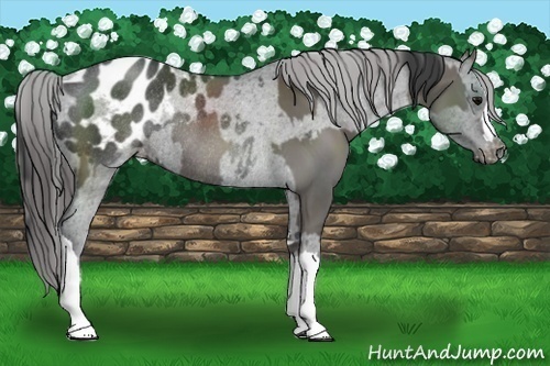 Horse Color:Grullo Sabino Rabicano and Black Blanket Rabicano