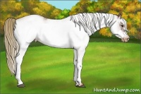 Horse Color:White Spotted Chestnut Frame Appaloosa Rabicano