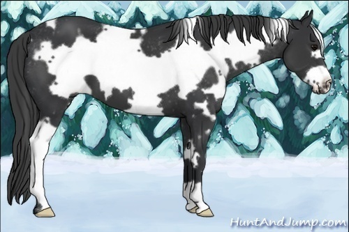 Horse Color:White Spotted Black Frame Appaloosa 