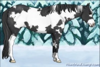 Horse Color:White Spotted Black Frame Appaloosa 