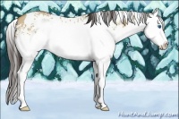Horse Color:White Spotted Amber Champagne Dun Splash 