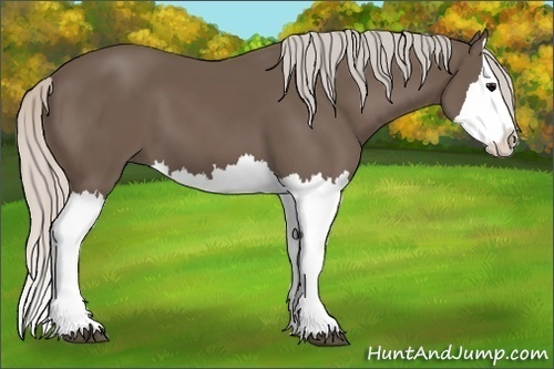 Horse Color:Silver Black Splash