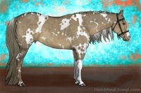 Horse Color:White Spotted Liver Red Dun 