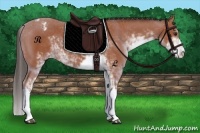 Horse Color:Bay Sabino Appaloosa 