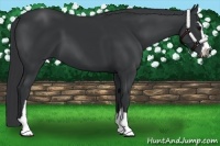 Horse Color:Black Sabino