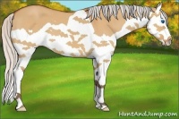 Horse Color:Silver Bay Dun Splash
