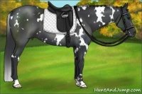 Horse Color:White Spotted Black 