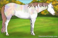 Horse Color:Nacre Amber Cream Champagne Pearl Dun Splash
