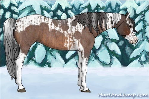 Horse Color:Buckskin Roan Splash Tobiano  and Brown Roan Splash Tobiano 
