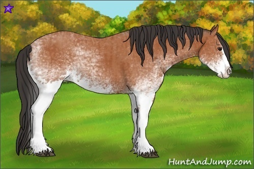 Horse Color:White Spotted Bay Splash  and White Spotted Bay Splash 