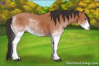 Horse Color:White Spotted Bay Splash and White Spotted Bay Splash