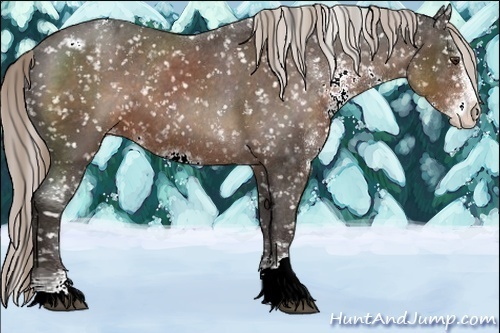 Horse Color:Liver Chestnut Sabino Appaloosa 