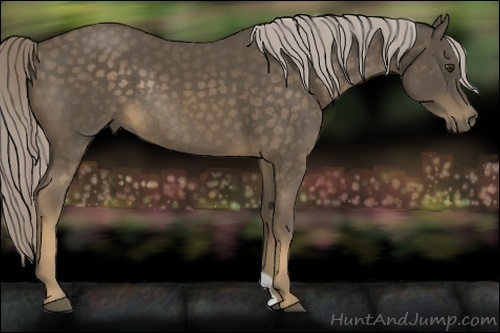 Horse Color:Chocolate Palomino Rabicano 