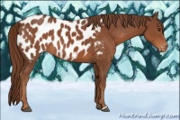 Horse Color:Chestnut Blanket 