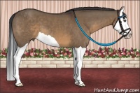 Horse Color:Brown Dun Splash