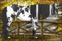 Horse Color:White Spotted Black Splash Frame 