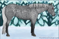 Horse Color:Silver Blue Chinchilla Roan 