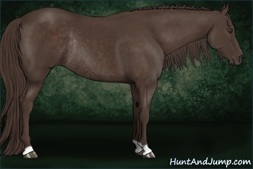 Horse Color:Liver Chestnut Rabicano 