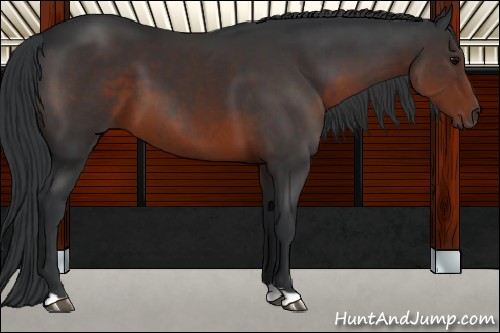 Horse Color:Brown 