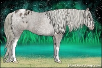 Horse Color:Liver Chestnut Ice Appaloosa 