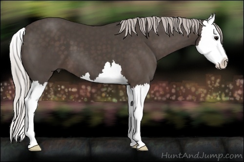Horse Color:Silver Black Splash
