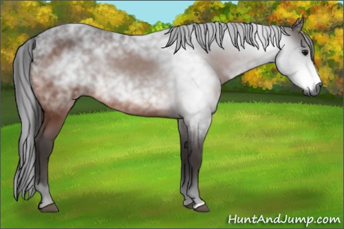 Horse Color:Gray Bay