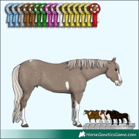 Horse Color:Silver Grullo Splash Tobiano