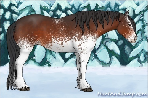 Horse Color:White Spotted Brown 