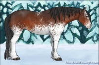 Horse Color:White Spotted Brown 