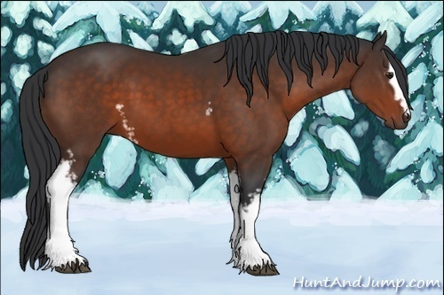 Horse Color:White Spotted Brown 