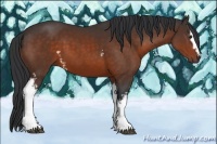 Horse Color:White Spotted Brown 