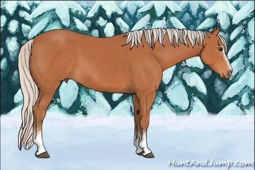 Horse Color:White Spotted Silver Bay 