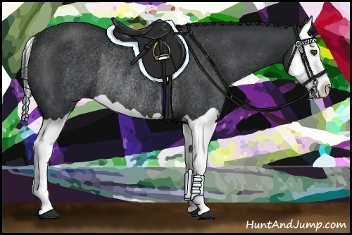 Horse Color:Black Splash Rabicano 