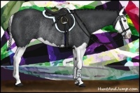 Horse Color:Black Splash Rabicano